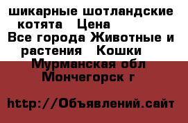 шикарные шотландские котята › Цена ­ 15 000 - Все города Животные и растения » Кошки   . Мурманская обл.,Мончегорск г.